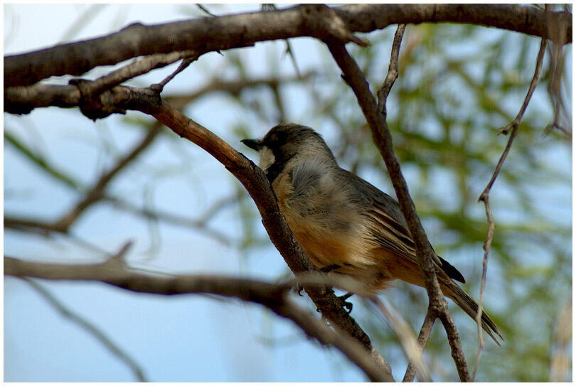 Rufous Whistler