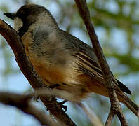 Rufous Whistler