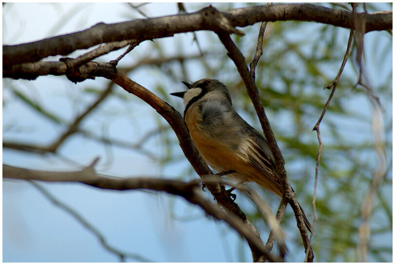 Rufous Whistler