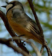 Rufous Whistler