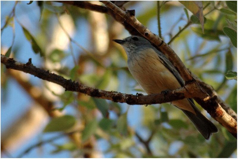 Rufous Whistler male adult