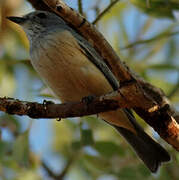 Rufous Whistler