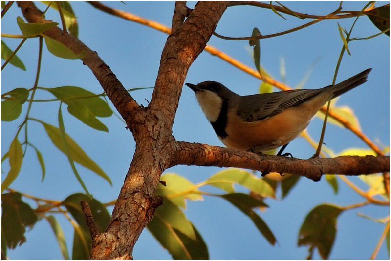 Rufous Whistleradult