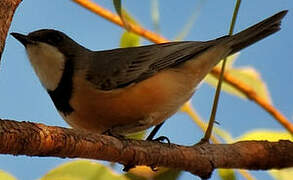 Rufous Whistler