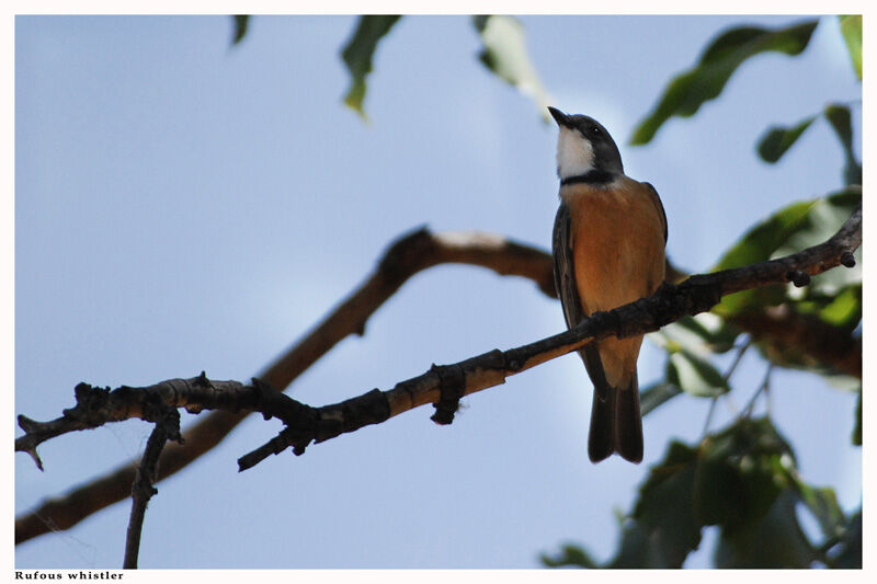 Rufous Whistler male adult