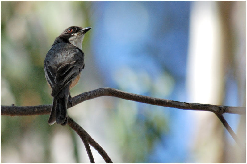 Rufous Whistler male adult