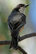 Rufous Whistler