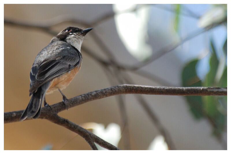 Rufous Whistler male adult