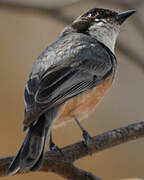 Rufous Whistler