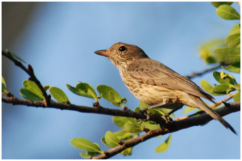 Rufous Whistlerimmature