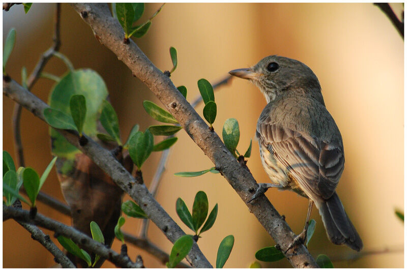 Rufous Whistlerimmature