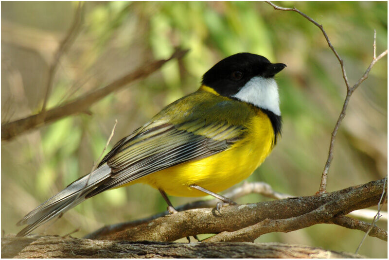 Western Whistler male adult breeding, identification