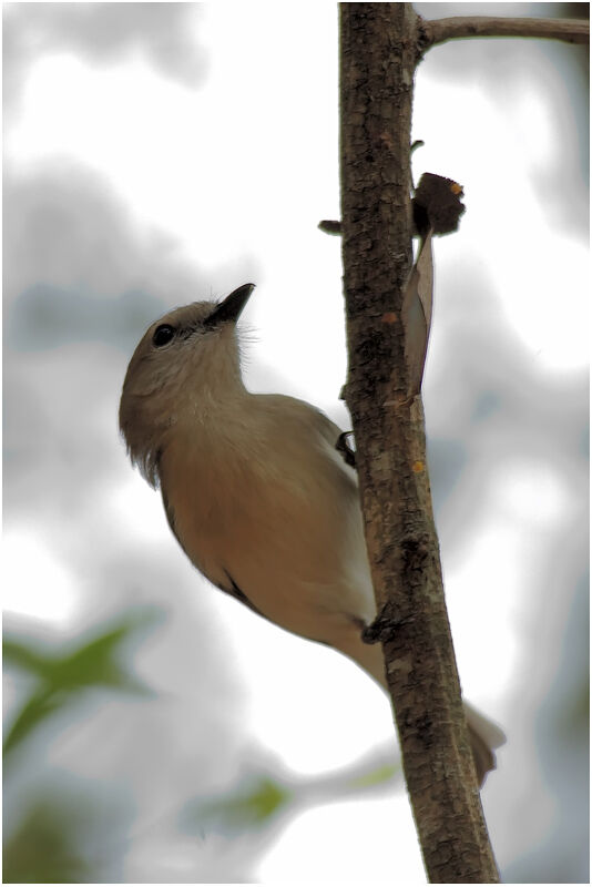 Grey Whistleradult