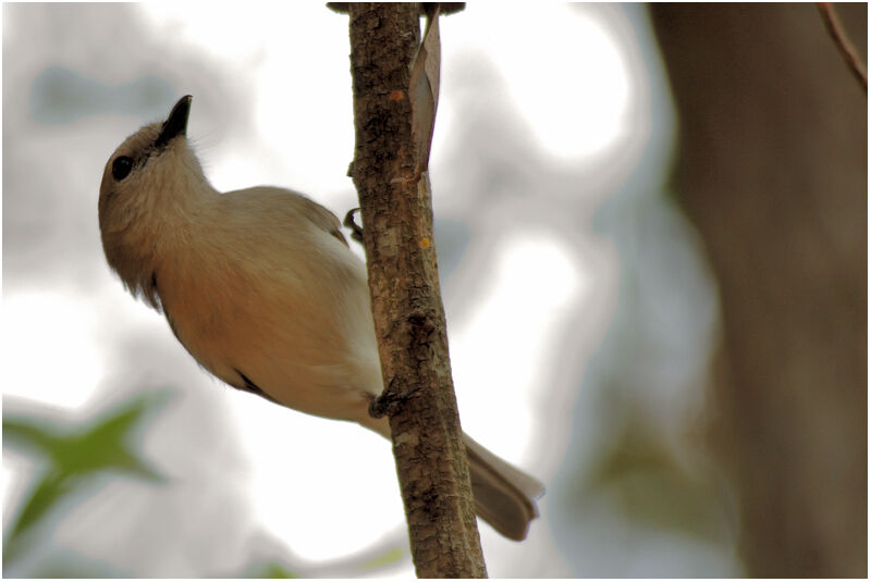 Grey Whistleradult