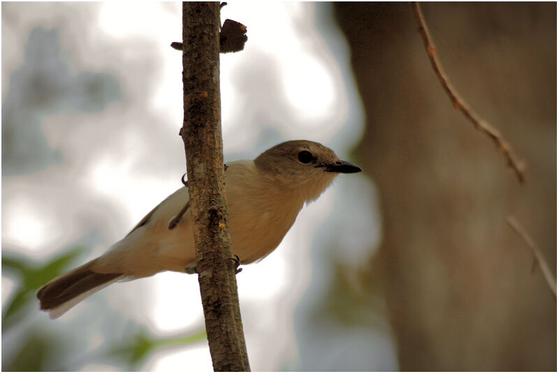 Grey Whistleradult