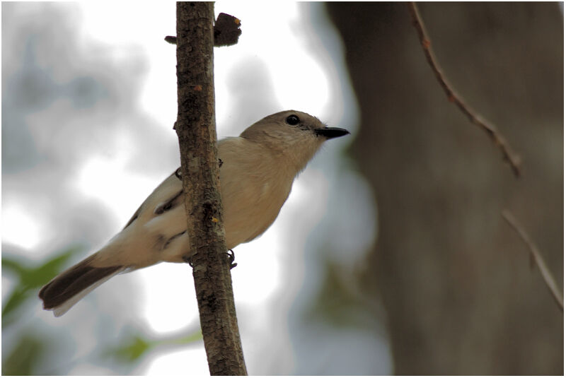 Grey Whistleradult