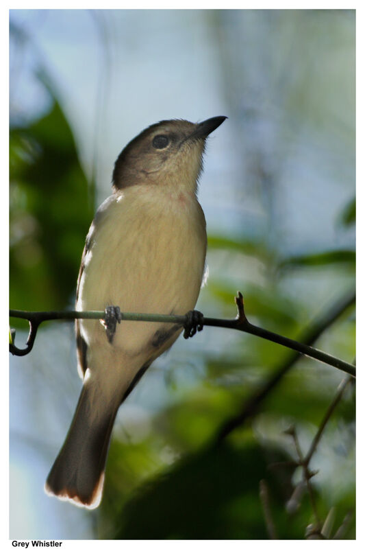 Grey Whistleradult