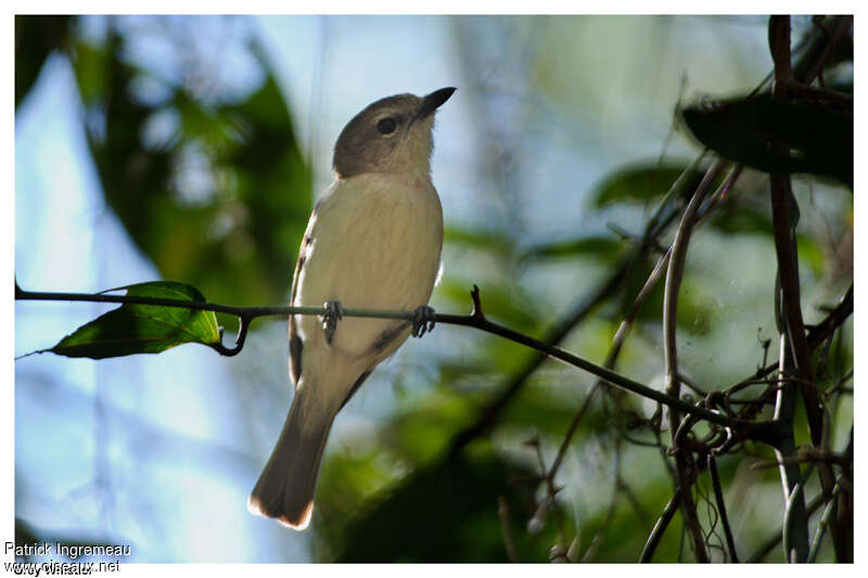 Grey Whistleradult, identification