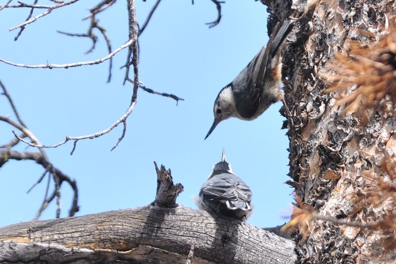 White-breasted Nuthatch male adult, Reproduction-nesting