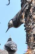 White-breasted Nuthatch