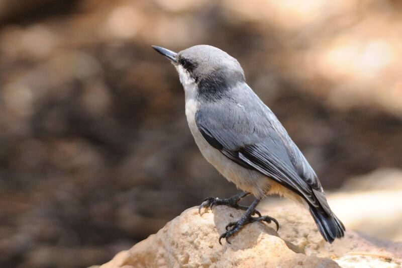 Pygmy Nuthatchadult