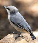 Pygmy Nuthatch