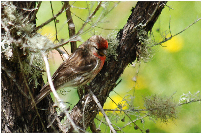 Lesser Redpoll male adult