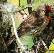 Lesser Redpoll