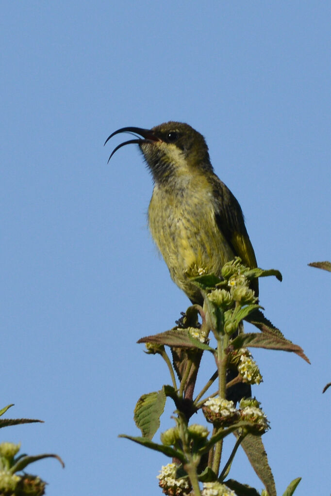 Golden-winged Sunbird male immature