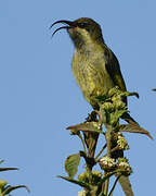 Golden-winged Sunbird