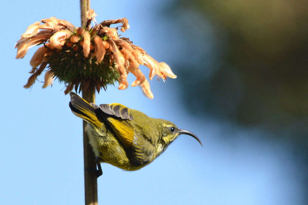 Golden-winged Sunbird male immature