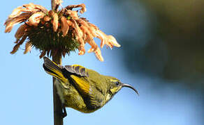 Golden-winged Sunbird