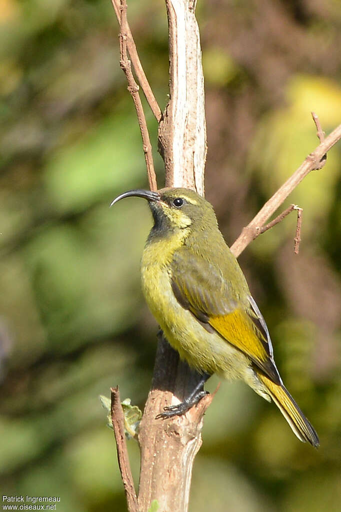 Souimanga à ailes dorées mâle immature, identification