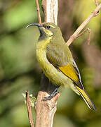 Golden-winged Sunbird