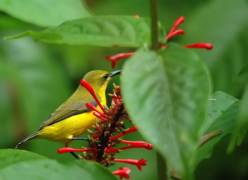 Garden Sunbird