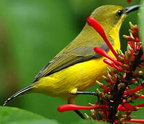 Garden Sunbird