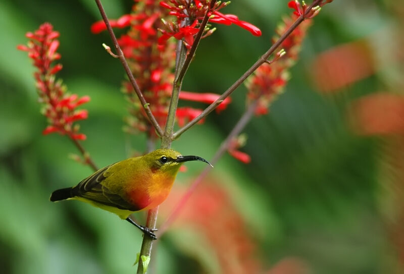 Olive-backed Sunbird