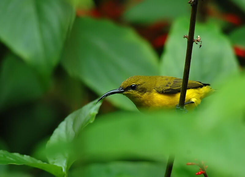 Olive-backed Sunbird