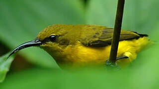 Olive-backed Sunbird