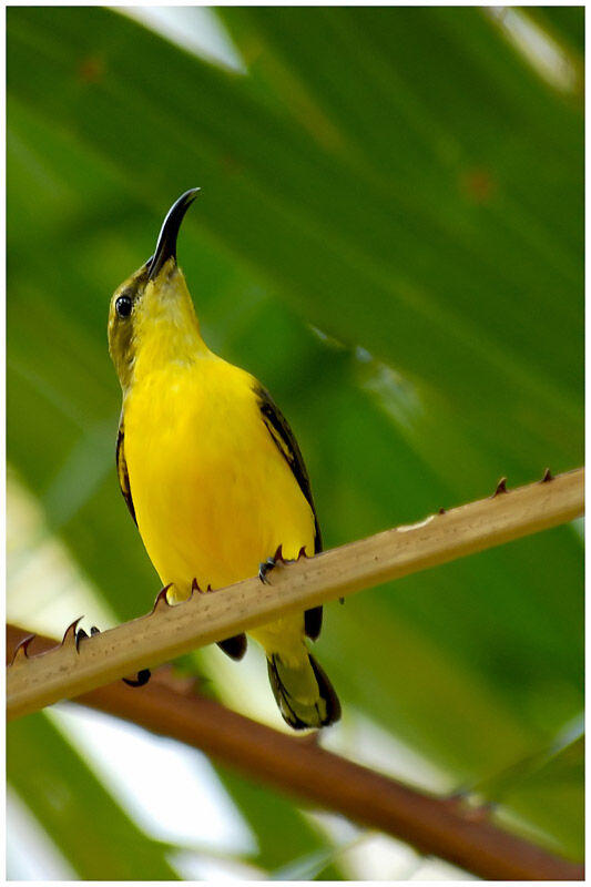 Olive-backed Sunbird female adult