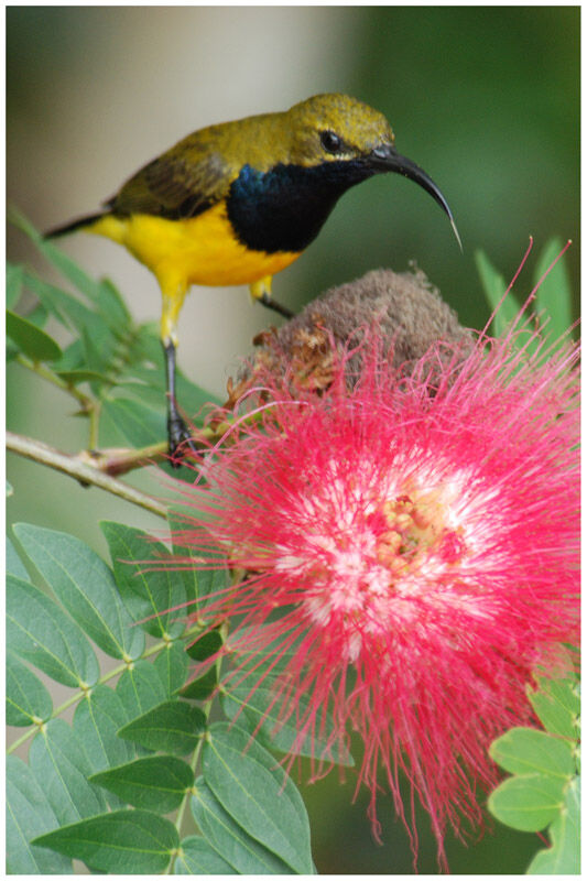 Sahul Sunbird male adult
