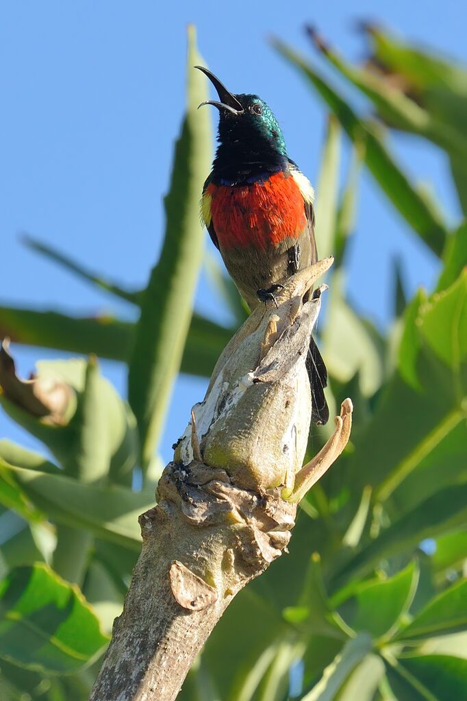 Greater Double-collared Sunbird male adult