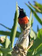 Greater Double-collared Sunbird