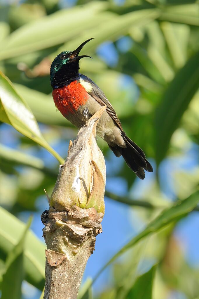 Greater Double-collared Sunbird male adult