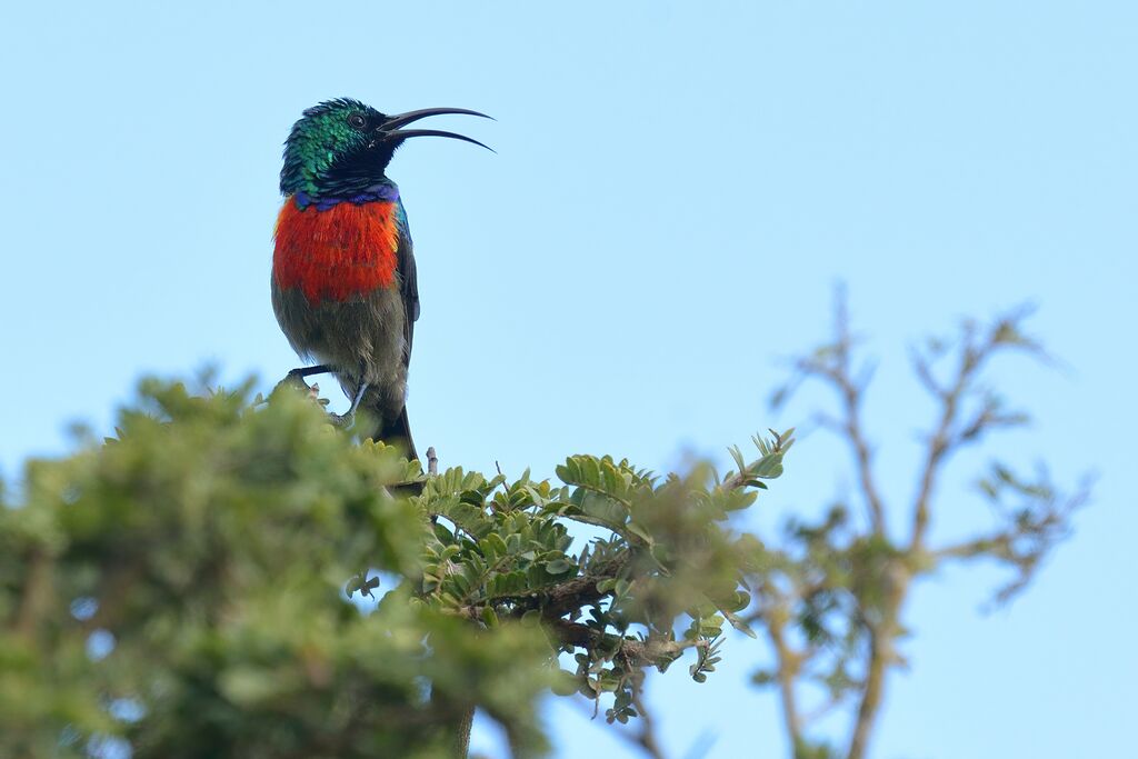 Greater Double-collared Sunbird male adult