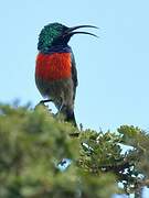 Greater Double-collared Sunbird