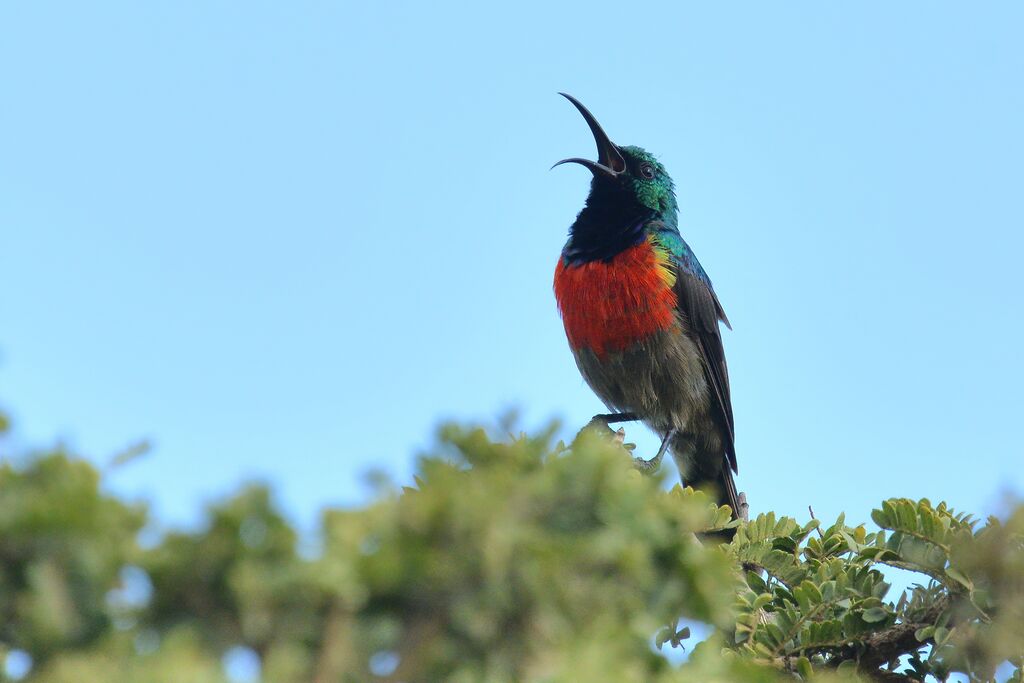 Greater Double-collared Sunbird male adult