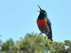 Greater Double-collared Sunbird