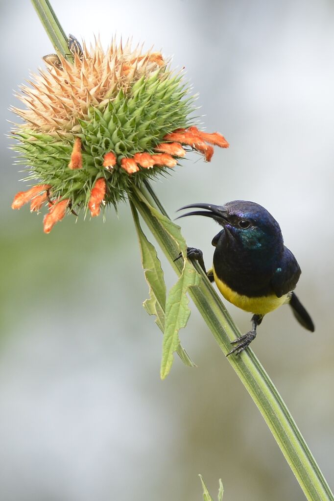 Variable Sunbird male adult