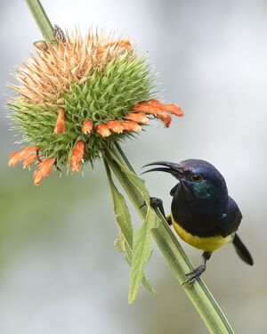 Souimanga à Ventre Jaune Cinnyris Venustus